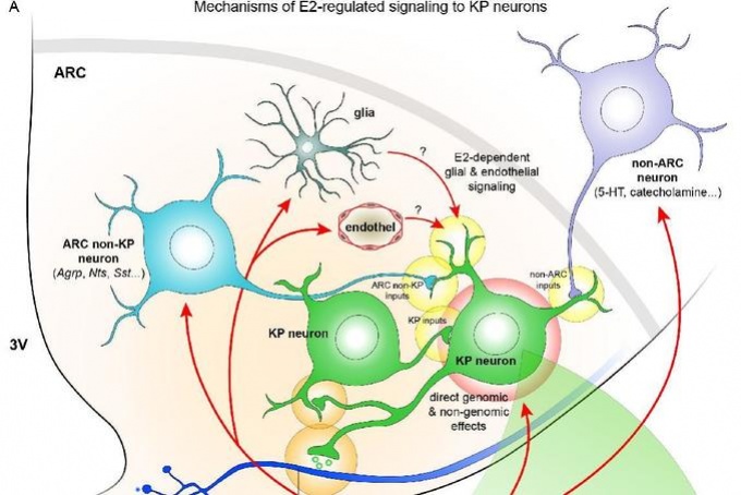 Oestrogen-dependent regulation of neurons and a transporter named after a chocolate